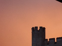 shepherd's delight